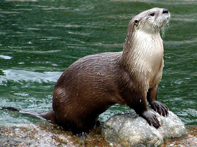 Image: otter